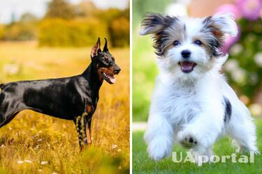 Це його вбиває: як правильно залишати собаку на самоті удома, щоб не нашкодити