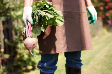 Щоб буряк ріс, як на дріжджах: чим і коли варто підживити для рекордного врожаю