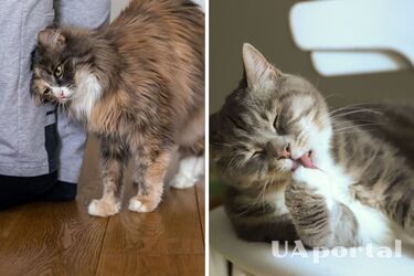 Це любов: як коти показують свою привʼязаність