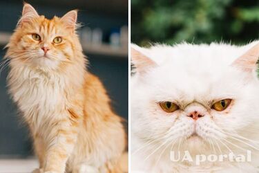 Как уменьшить процесс линьки у домашнего питомца и облегчить его состояние