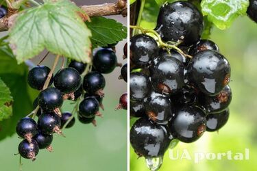 Собирать ведра: чем полить смородину для щедрого урожая