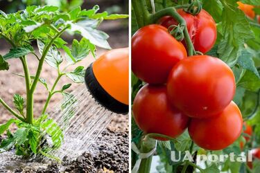 Как часто нужно поливать помидоры в жару: советы огородников