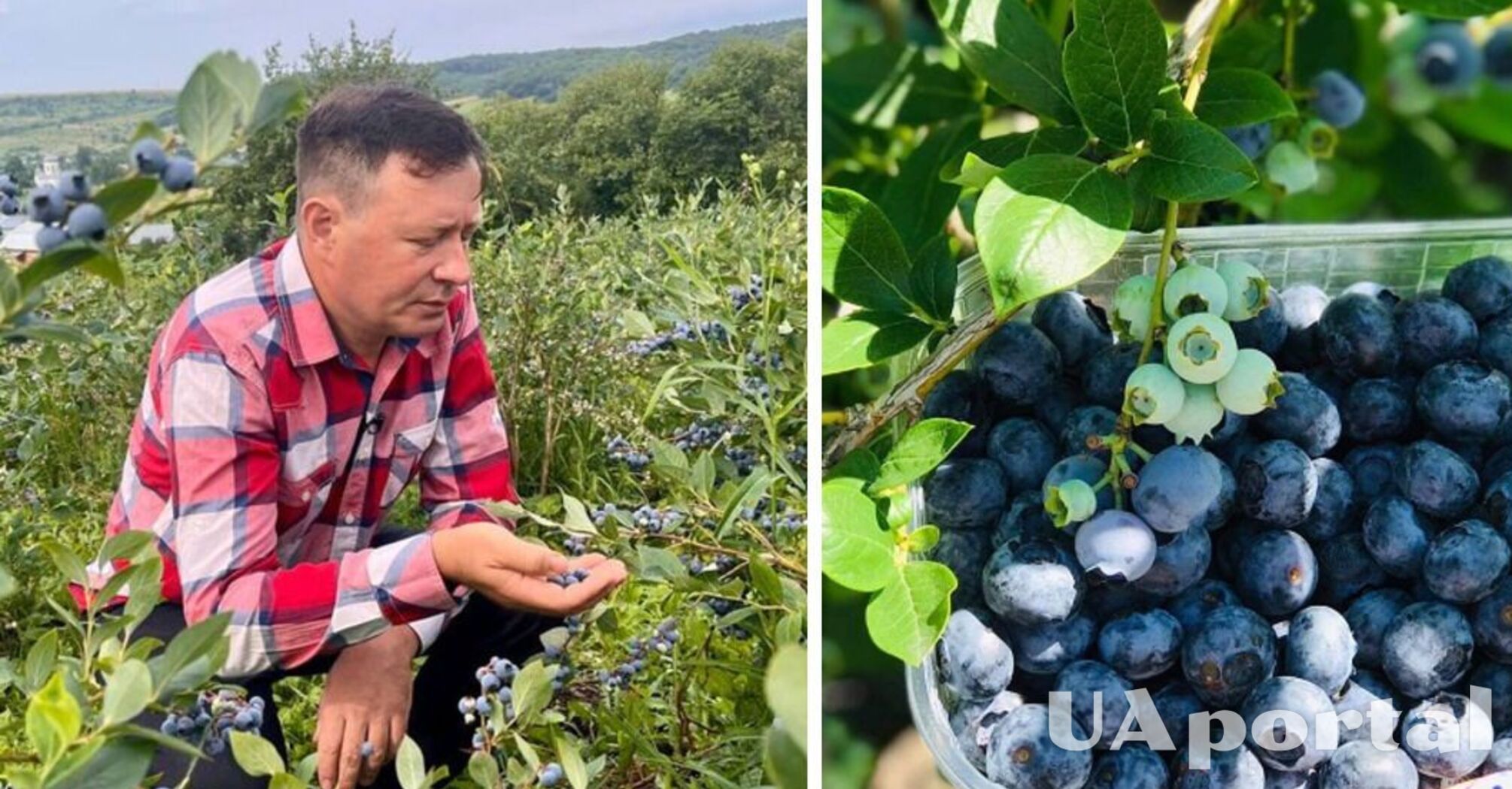 Собирать ведра: чем подкормить голубику для хорошего урожая