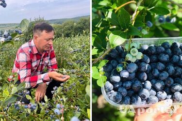 Собирать ведра: чем подкормить голубику для хорошего урожая