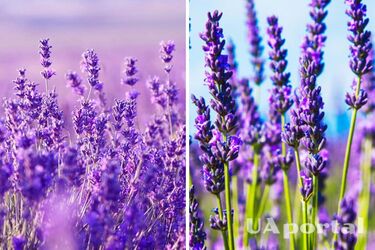 Матимете розкішний сад: як покращити процес цвітіння лаванди