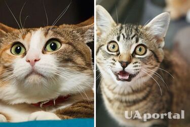 Чому кіт мітить територію та як його від цього відучити: поради фахівців