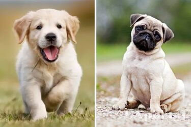 Захистять ніжні лапки у будь-яку погоду: як зробити собачі пінетки вдома та чому важливо одягати їх улюбленцю