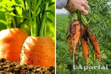 Как медовая: чем подкармливать морковь, чтобы была сладкая