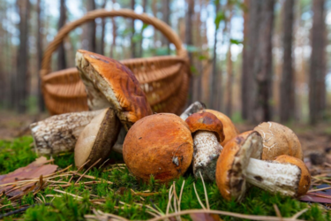 Штрафи для грибників: скільки доведеться сплатити за незаконний збір у 2025