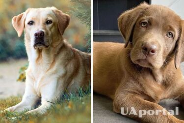 Вони є чудовими мисливцями: які породи собак мають хороший нюх