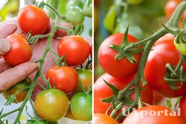 Чим підживити помідори у червні, щоб мати хороший врожай: поради городників