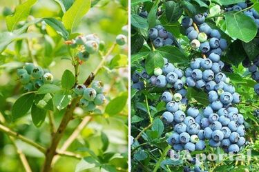 Урожай будете собирать ведрами: как увеличить урожай голубики