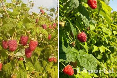 Уничтожит весь урожай: как защитить малину от долгоносика