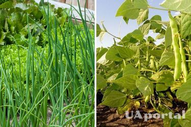 Какие культуры можно повторно высадить в огороде летом: советы дачников