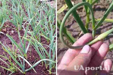 Нужно ли обрезать стрелки чеснока и когда это делать?