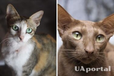 Идеальные любимцы для людей с аллергией: породы кошек с которыми не будете чихать