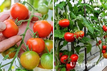 Урожай собирать ведрами: чем обработать помидоры во время цветения