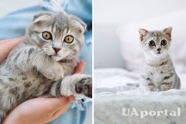 Пушистые целители: как коты распознают болезнь хозяина