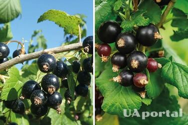 Придется делится с соседями: как увеличить урожай смородины