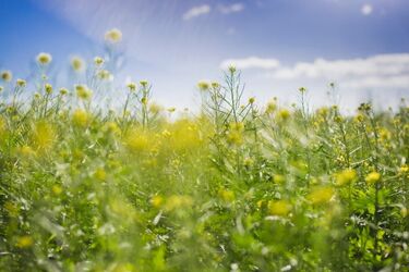 До +33 в тіні: синоптики розповіли, коли в Україну прийде пекельна спека