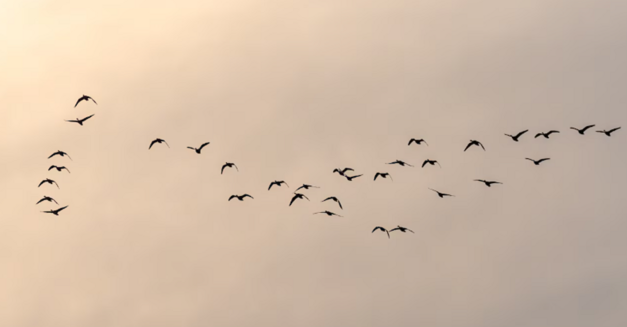 Міграційний компас у голові: науковці пояснили, як птахи орієнтуються в небі та знаходять шлях на інший кінець світу