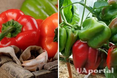 Будет большой и сладкий: огородники посоветовали действенную подкормку для перца