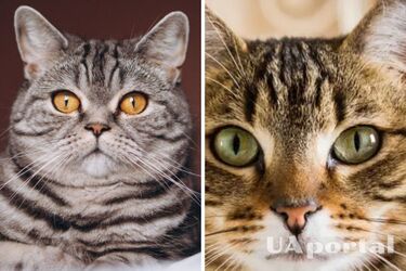 Кошки тоже это умеют: как домашние питомцы извиняются перед хозяином