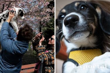 Регистрация собак в Киеве: как это сделать и зачем