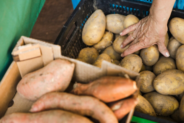 Чи завадять дощі врожаю картоплі в Україні: аграрій розповів, чого чекати