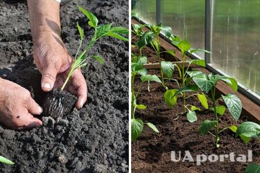 Сразу пойдет в рост: чем подкормить перец