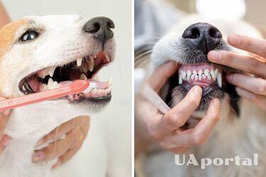 Свіжий подих: чи треба чистити зуби собаці та як часто це треба робити