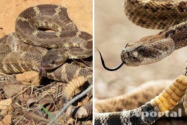Чому у гремучої змії є 'брязкальце' та яке його призначення