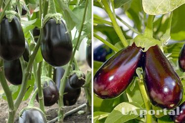 Придется делиться с родственниками: как получить большой урожай баклажанов