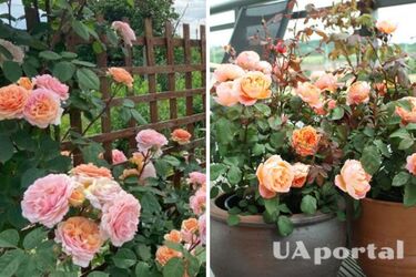 Тішитимуть око до осені: чим підживити троянди