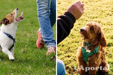 Проще простого: как научить собаку выполнять команды