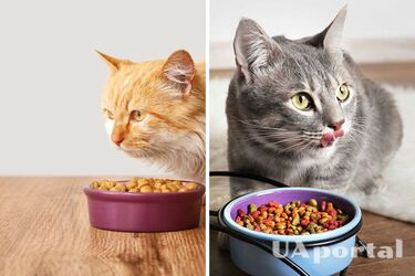 Сухий чи вологий: який корм корисніший для кота
