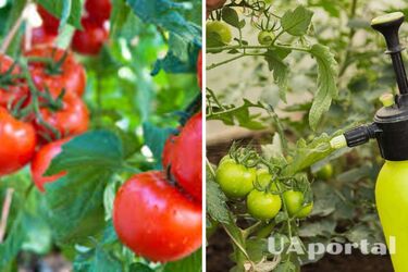 Чем обработать томаты, чтобы не засохли: огородники дали полезный совет