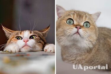 Інстинкт чи вияв поваги: навіщо коти несуть вбитих тварин додому