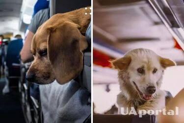 Кабмин обнародовал новые правила перевозки собак и кошек в междугородном транспорте