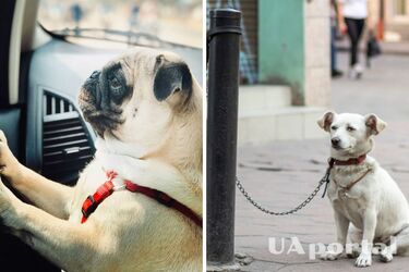 Може стати фатальним: що загрожуватиме українцям за залишення собаки в автомобілі
