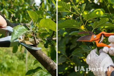 Даватимуть хороший врожай: які плодові дерева треба обрізати влітку