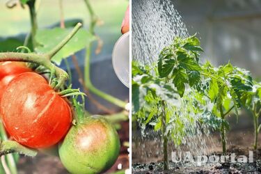 Сусіди проситимуть поділитись секретом: чим підживити помідори у липні
