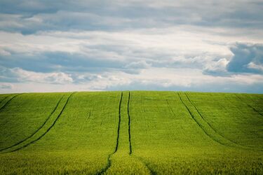 В Украине на 60% подорожала земля: в каких регионах самые высокие цены