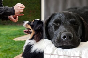 Найвпертіші: які породи собак важко піддаються дресируванню