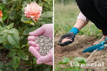 Чим підживити троянди у червні, щоб легше переносили спеку