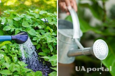 Можете сильно навредить: когда нельзя поливать растения и какое время суток оптимально