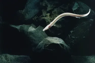 2569 дней без движения: ученые обнаружили поразительное существо с самым 'ленивым' поведением на планете (фото)