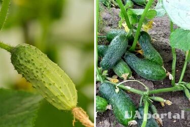 Врожай збиратимете відрами: чим поливати огірки щоб добре родили