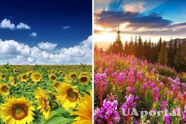 Сухо и жарко: прогноз погоды в Украине на 24 июля.