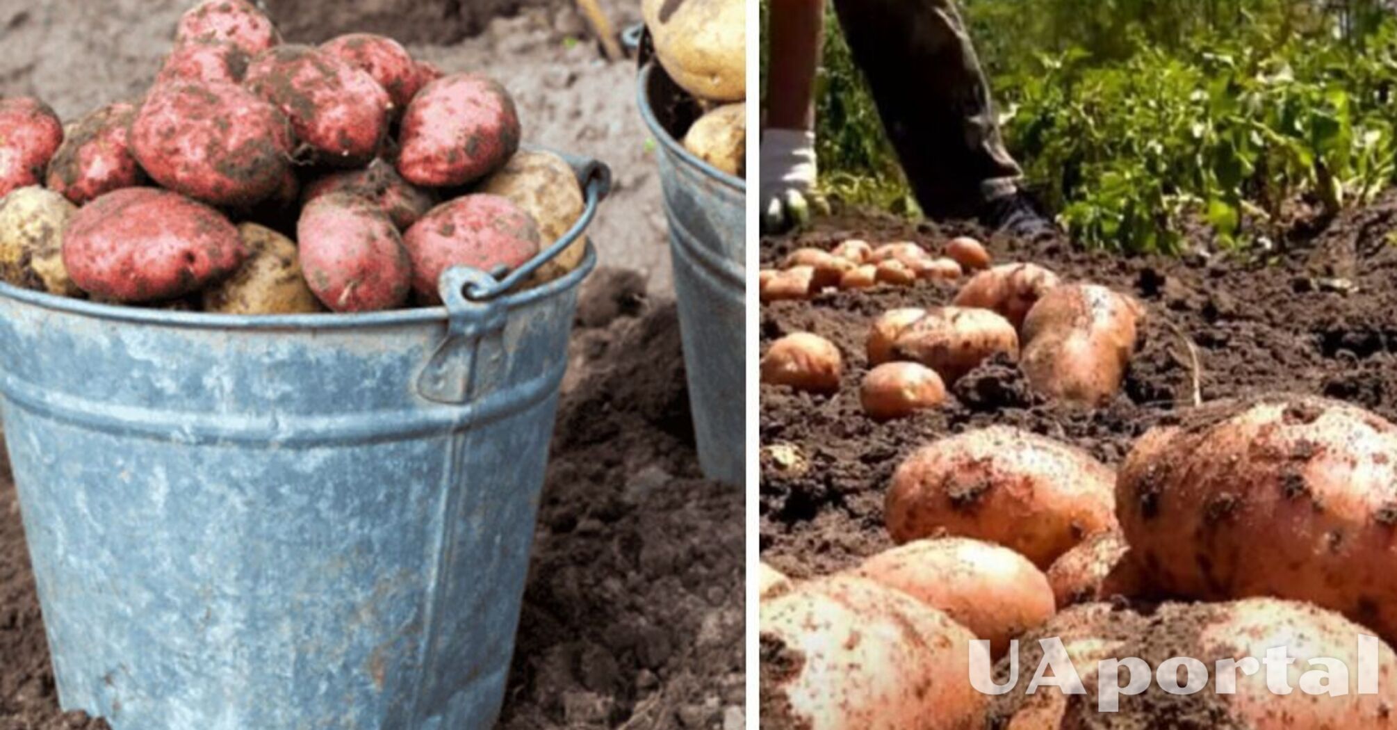 Коли варто копати картоплю за місячним календарем: найсприятливіші дні 